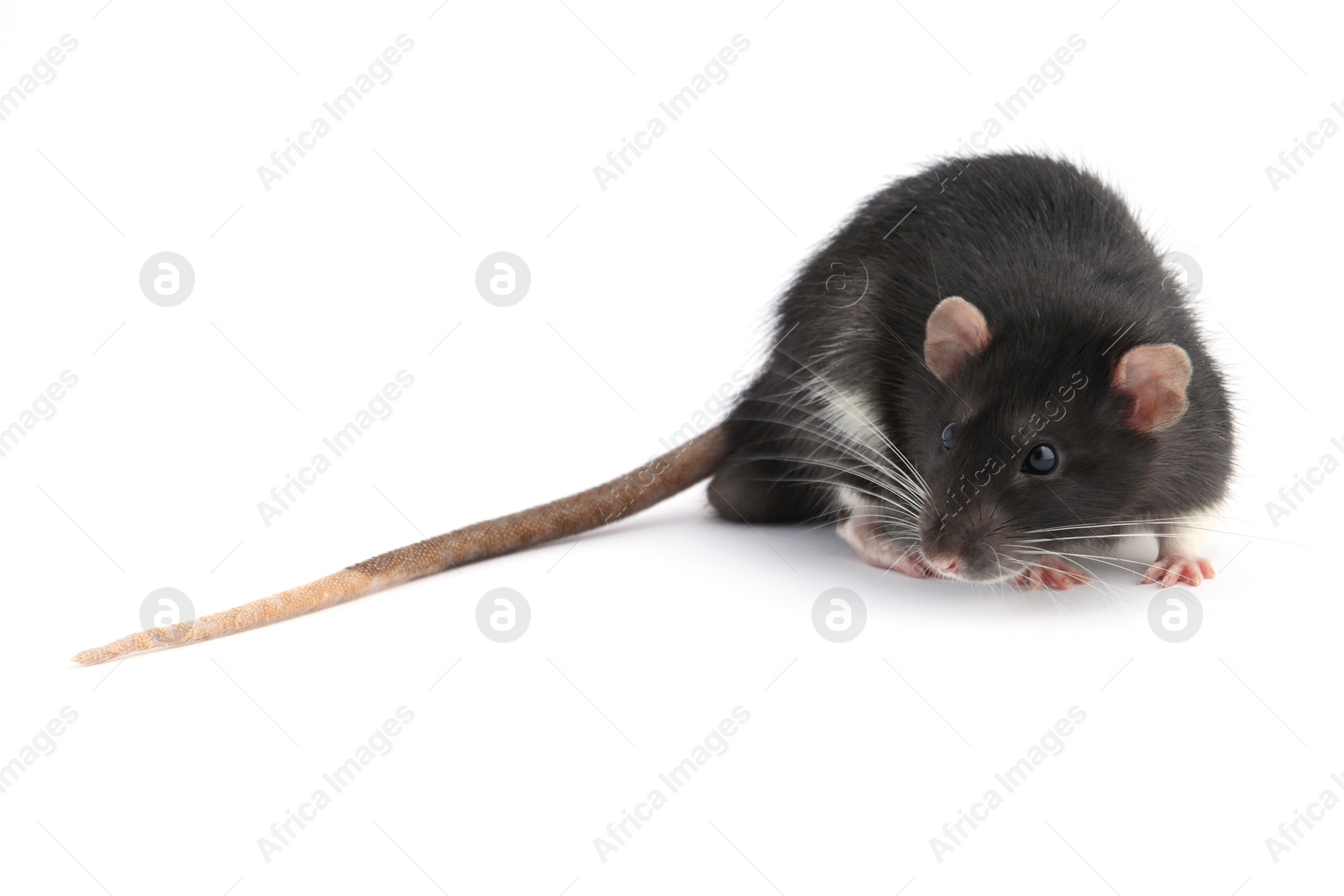 Photo of One cute small rat on white background