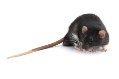 Photo of One cute small rat on white background