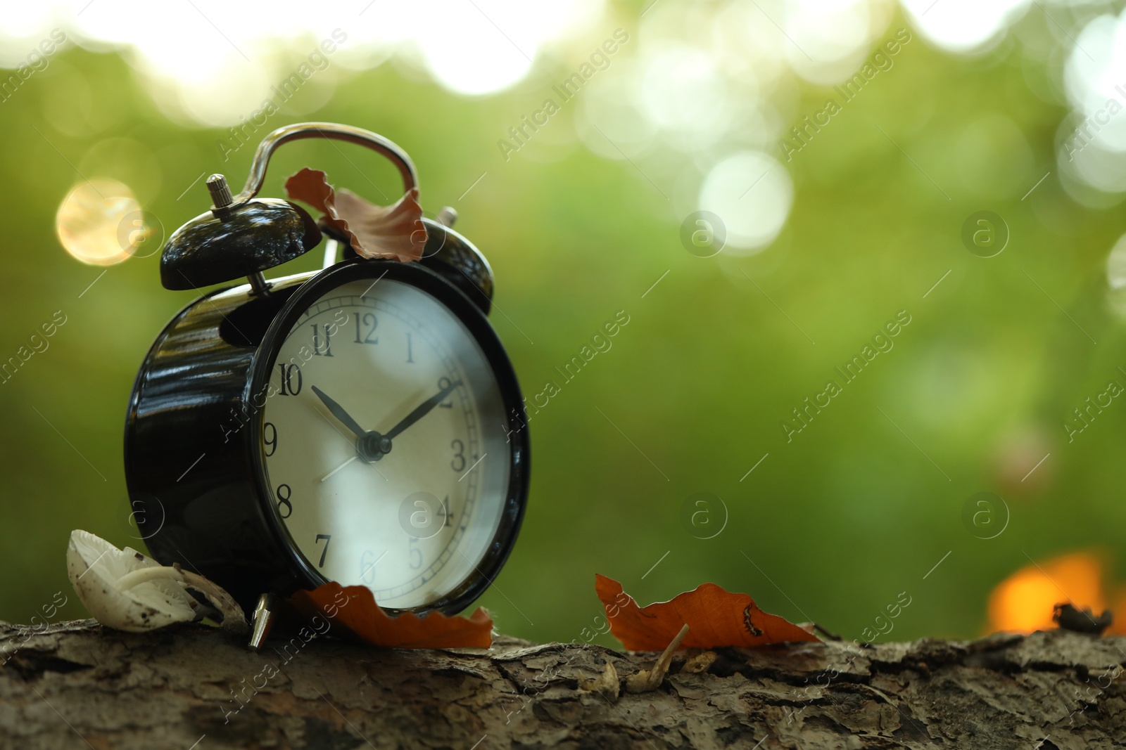 Photo of Alarm clock on fallen dry leaves outdoors, closeup. Space for text