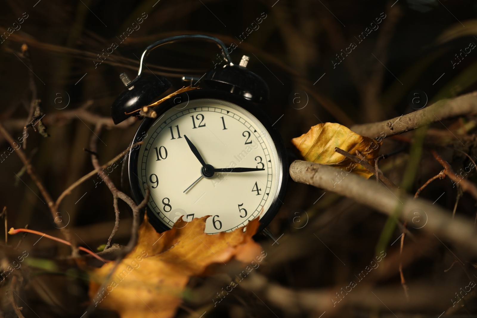 Photo of Alarm clock on dry branches outdoors, closeup