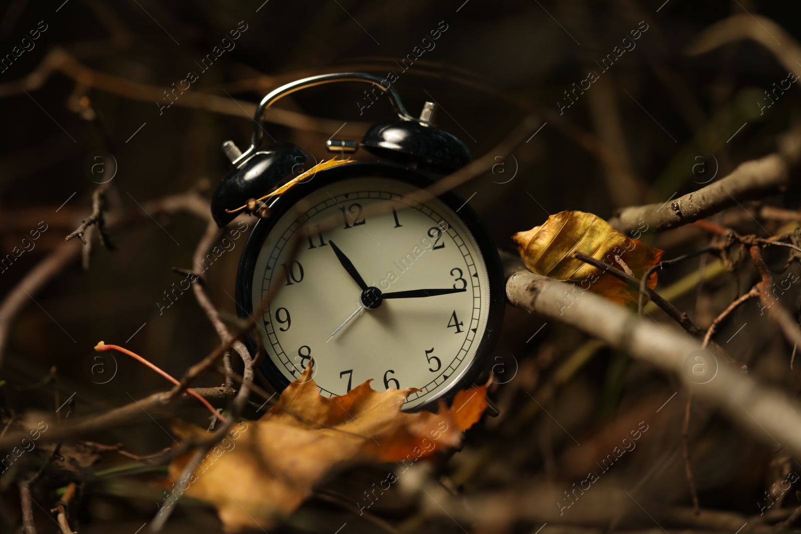 Photo of Alarm clock on dry branches outdoors, closeup