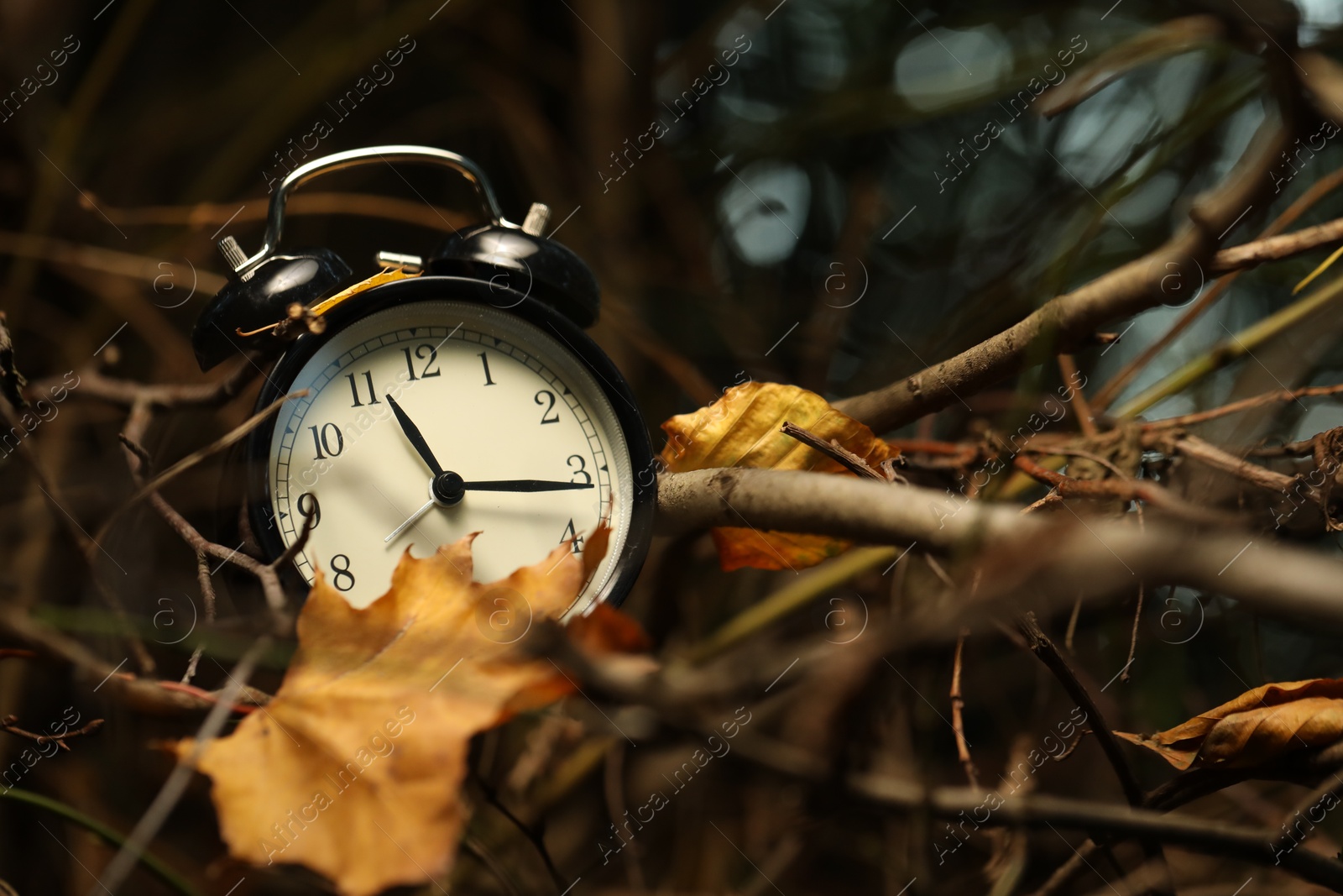 Photo of Alarm clock on dry branches outdoors, closeup. Space for text