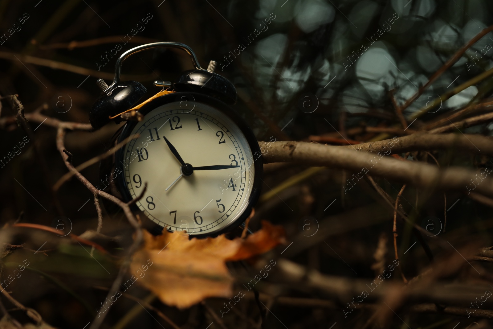 Photo of Alarm clock on dry branches outdoors, closeup. Space for text