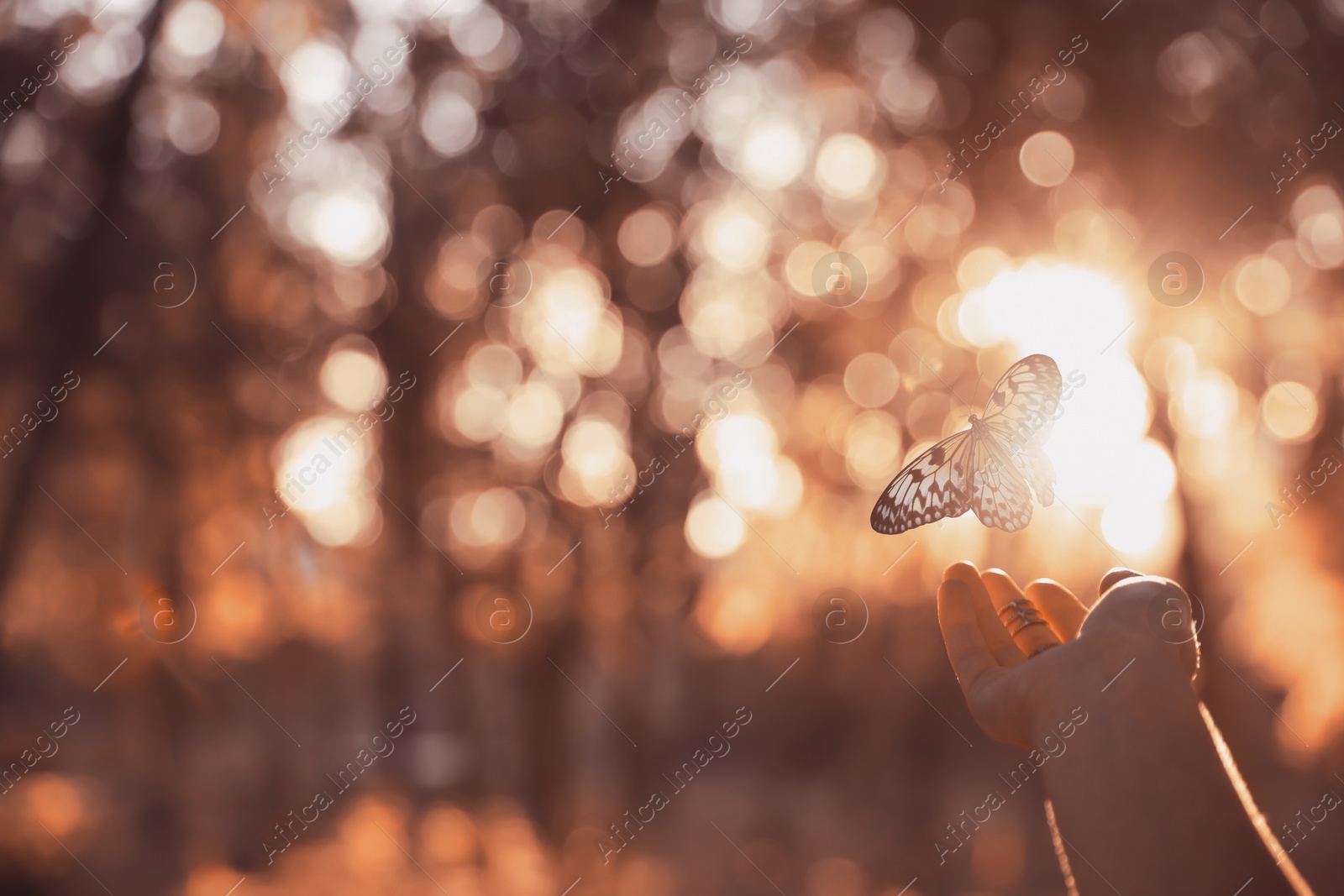 Image of Woman and butterfly in nature at sunset, closeup. Health, spring, freedom, beauty