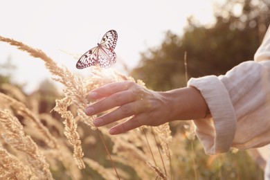 Woman and butterfly in field at sunrise, closeup. Health, spring, freedom, beauty