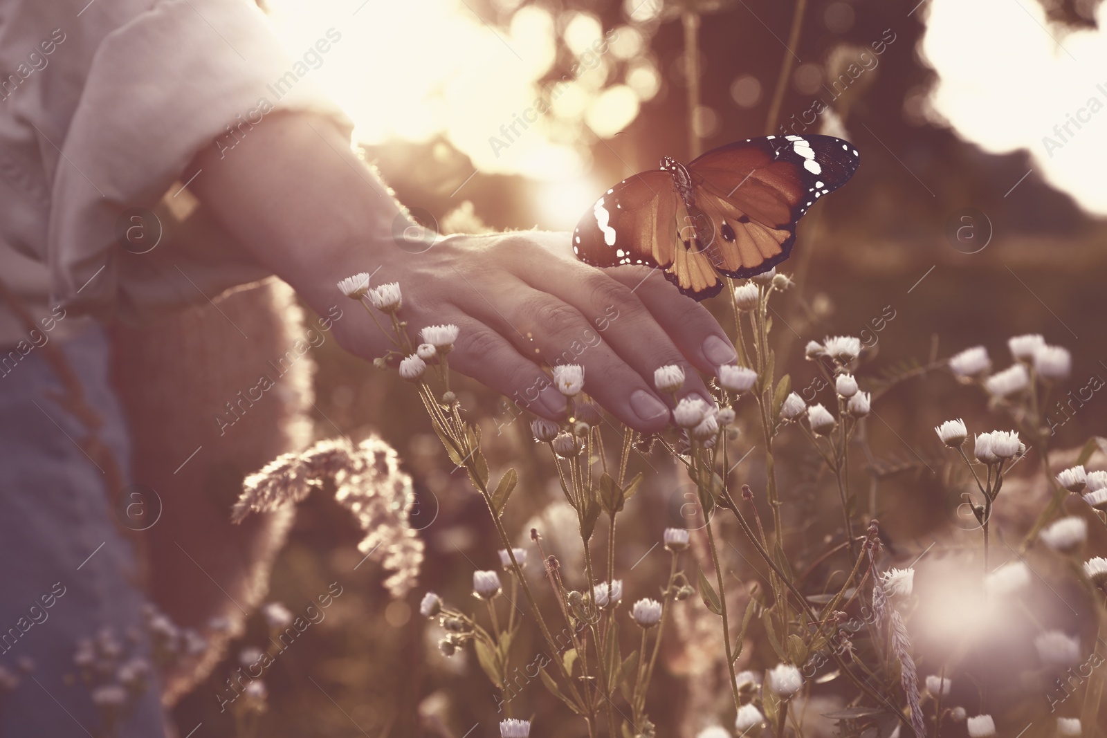 Image of Woman and butterfly in meadow at sunrise, closeup. Health, spring, freedom, beauty