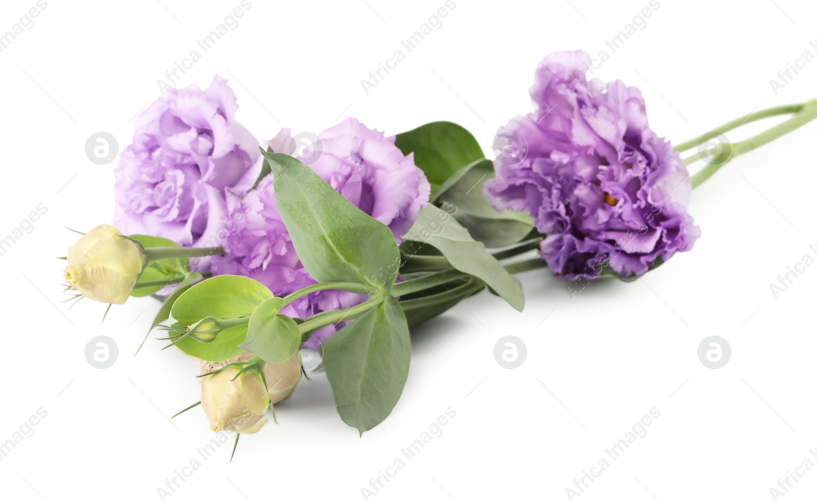 Photo of Beautiful violet eustoma flowers with green leaves isolated on white