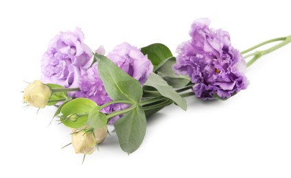 Photo of Beautiful violet eustoma flowers with green leaves isolated on white