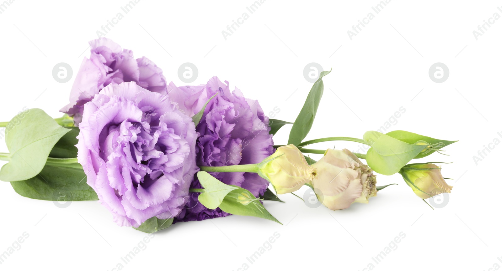 Photo of Beautiful violet eustoma flowers with green leaves isolated on white