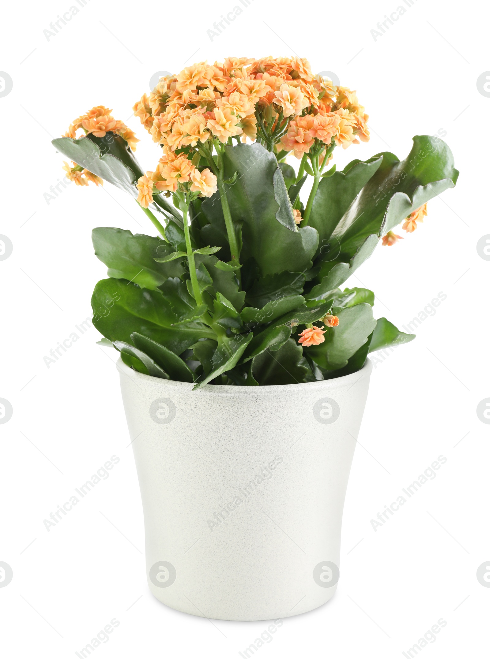 Photo of One beautiful kalanchoe flower in pot isolated on white