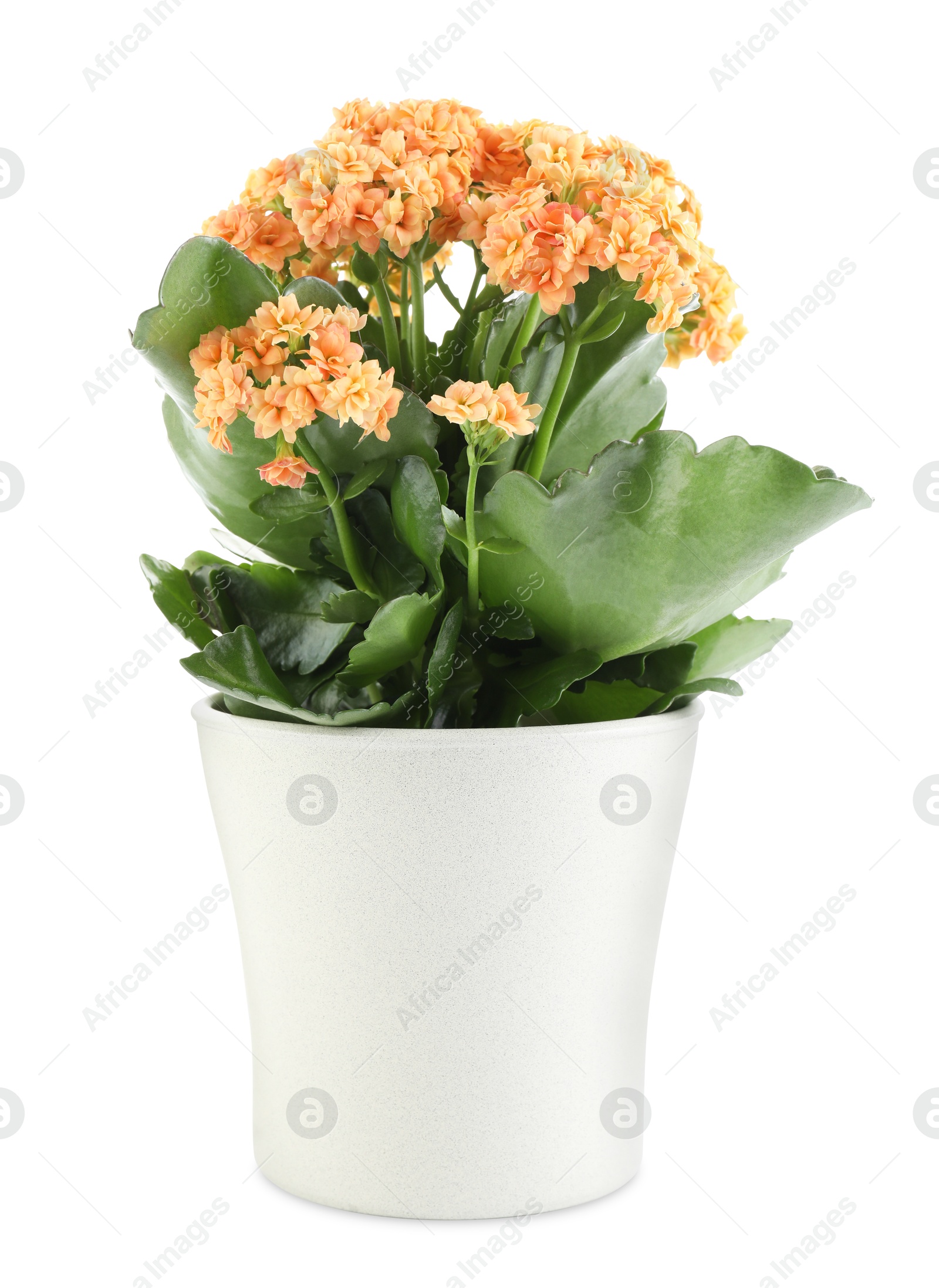 Photo of One beautiful kalanchoe flower in pot isolated on white