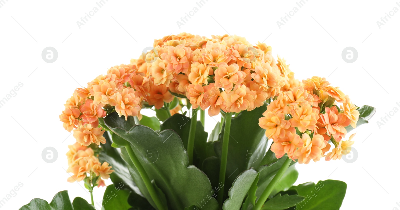 Photo of One beautiful kalanchoe flower isolated on white