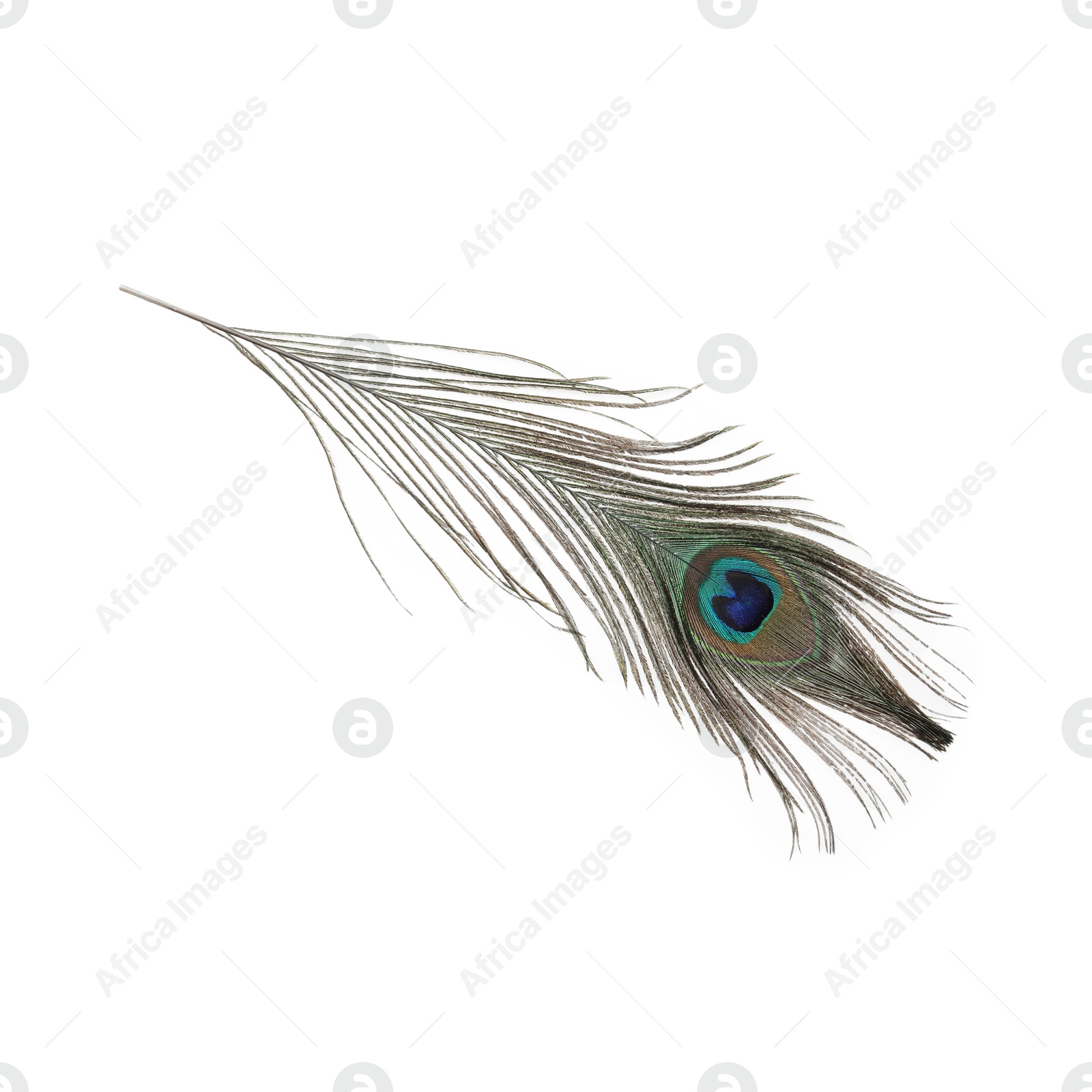 Photo of One beautiful peacock feather isolated on white