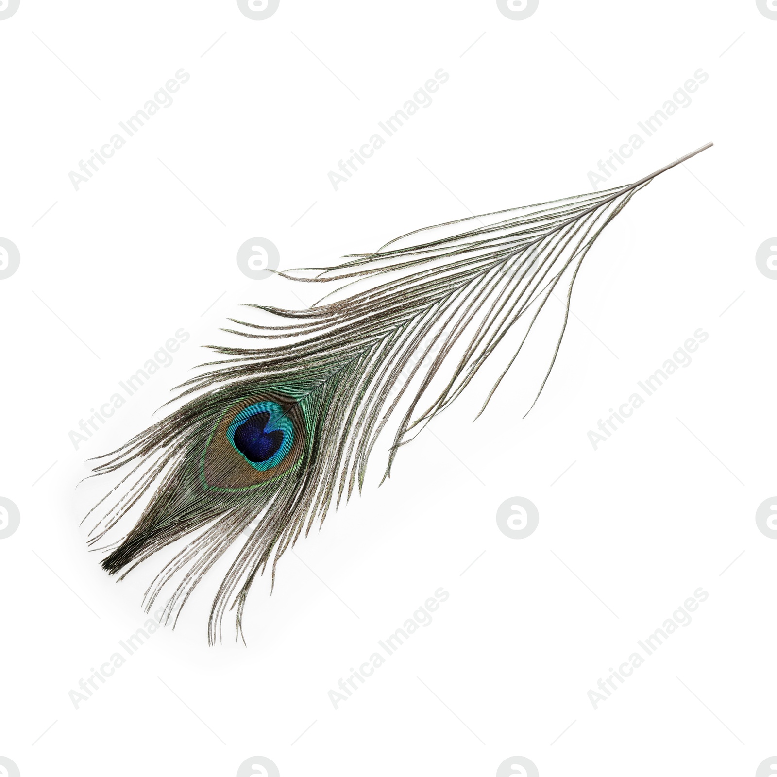 Photo of One beautiful peacock feather isolated on white