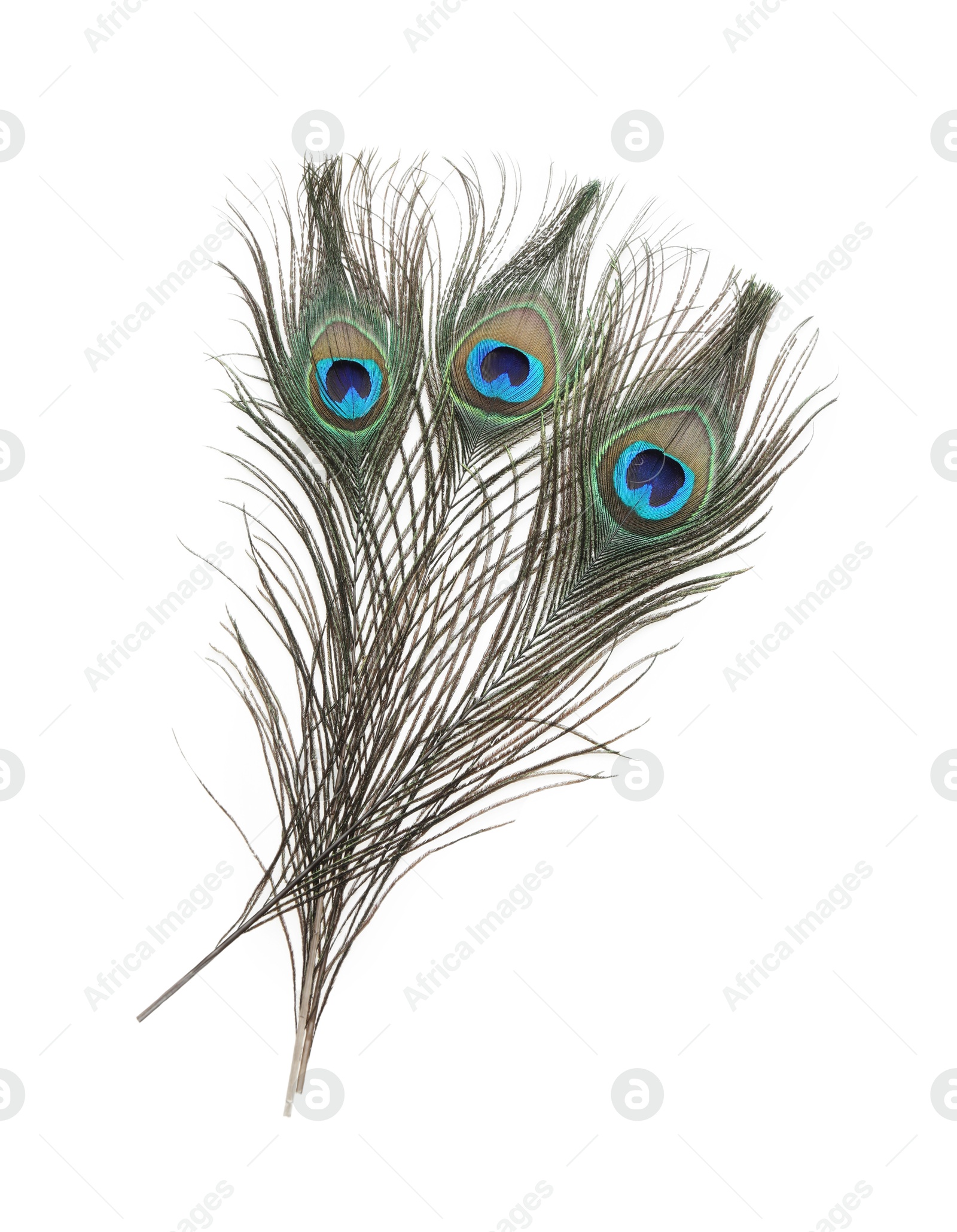 Photo of Three beautiful peacock feathers isolated on white