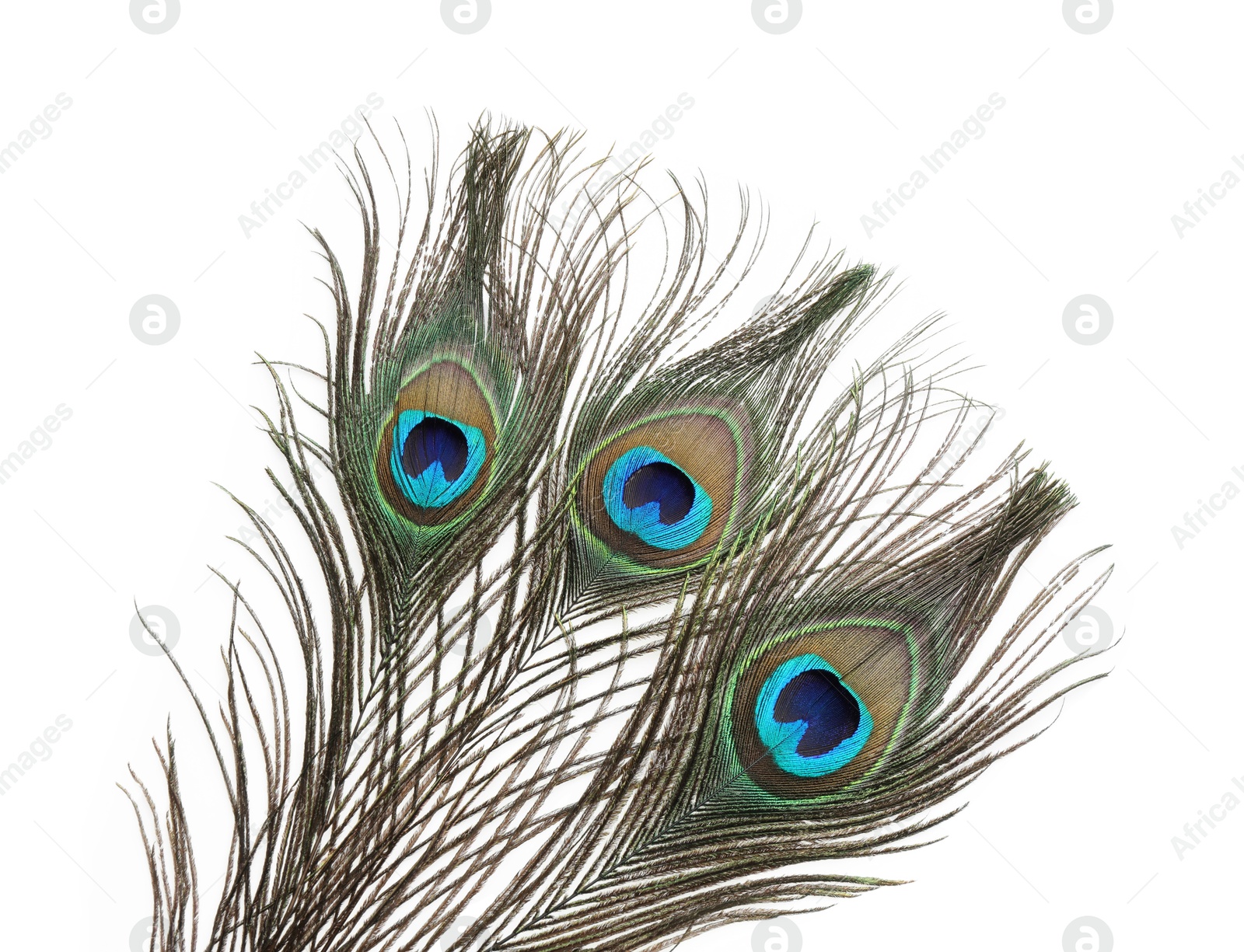 Photo of Three beautiful peacock feathers isolated on white