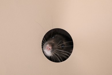 Cute rat looking through hole in beige paper sheet