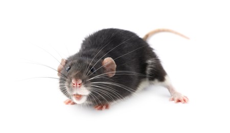 Photo of One cute small rat on white background