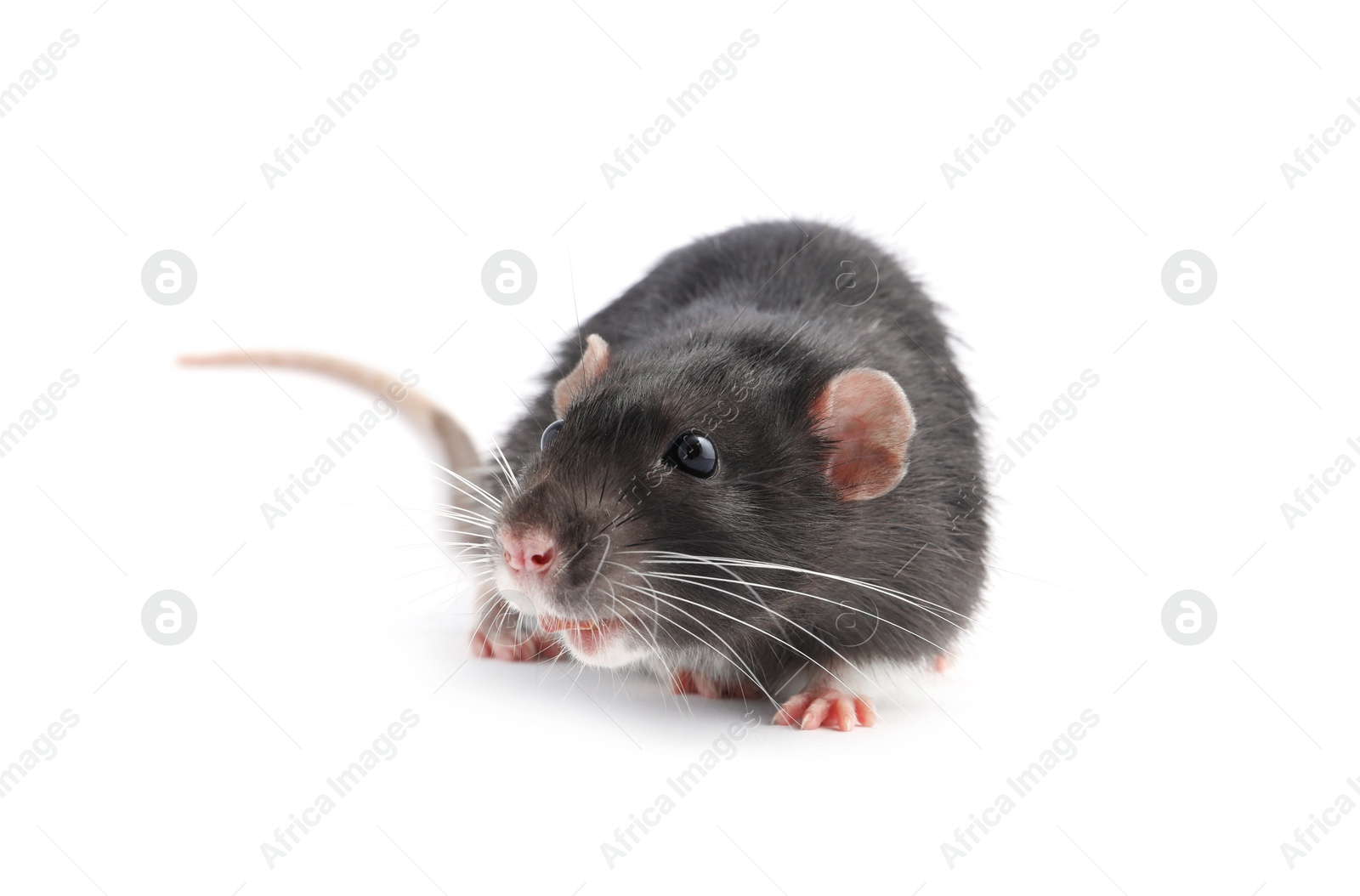 Photo of One cute small rat on white background