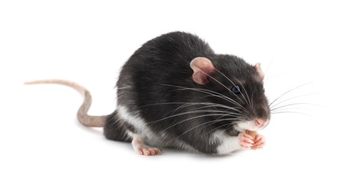 Photo of One cute small rat on white background