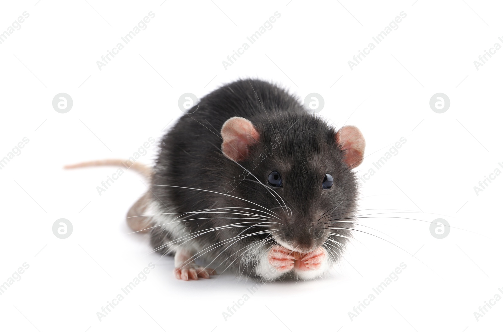 Photo of One cute small rat on white background