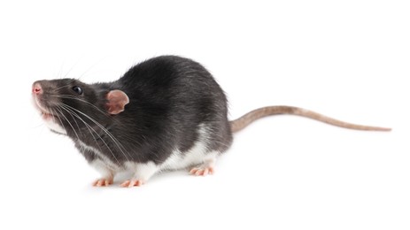 Photo of One cute small rat on white background