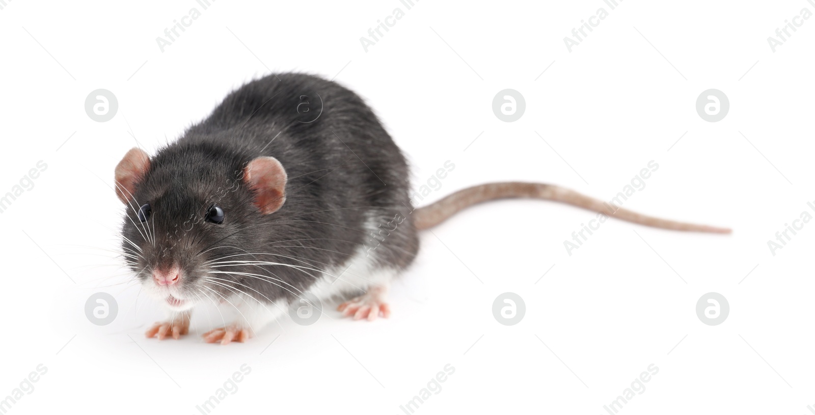 Photo of One cute small rat on white background