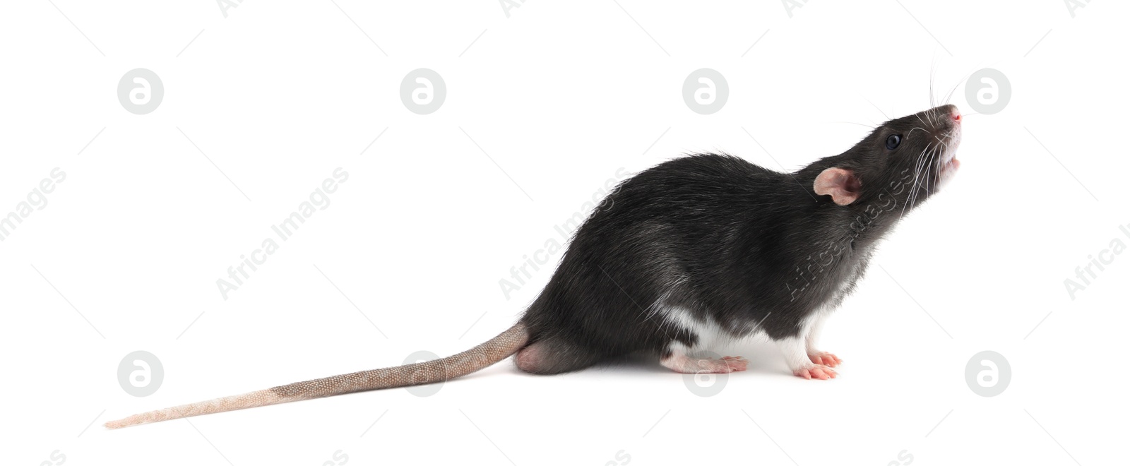 Photo of One cute small rat on white background