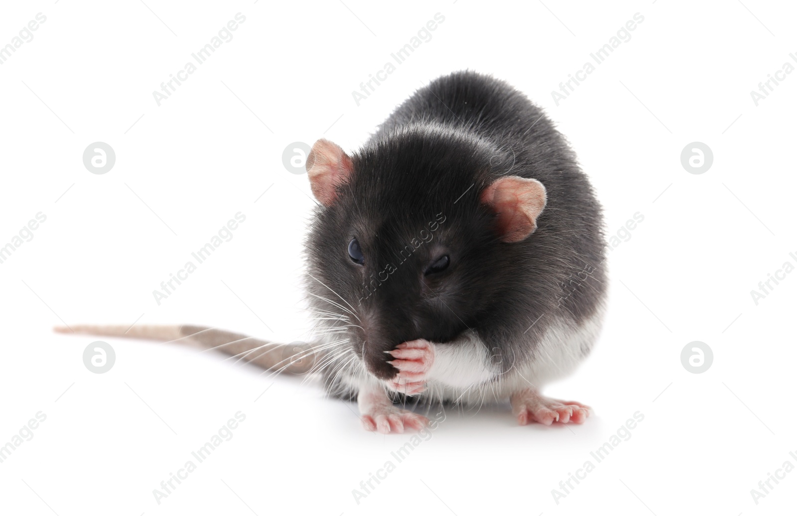 Photo of One cute small rat on white background