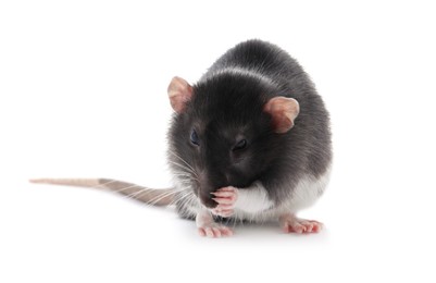 One cute small rat on white background