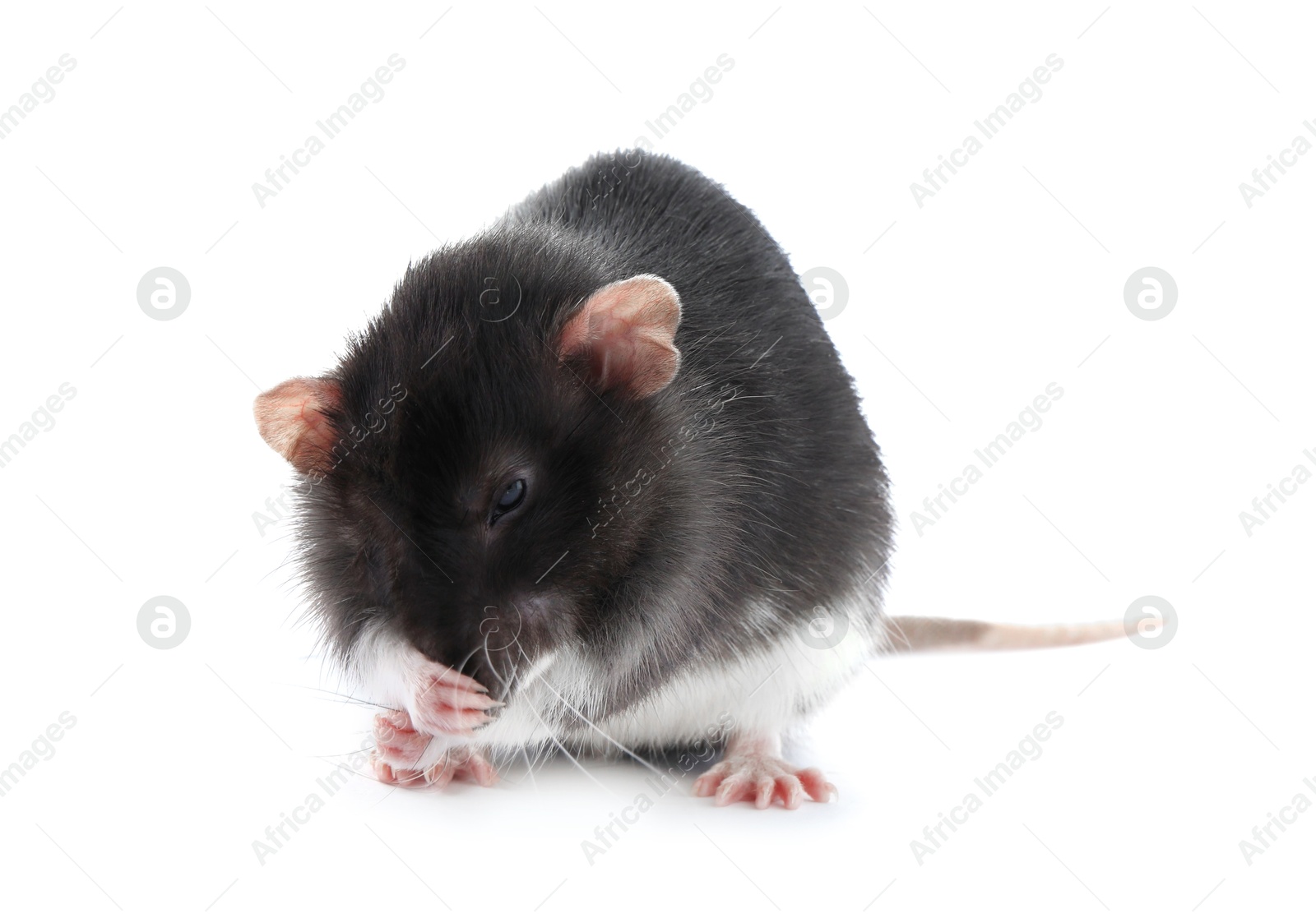 Photo of One cute small rat on white background