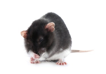 One cute small rat on white background