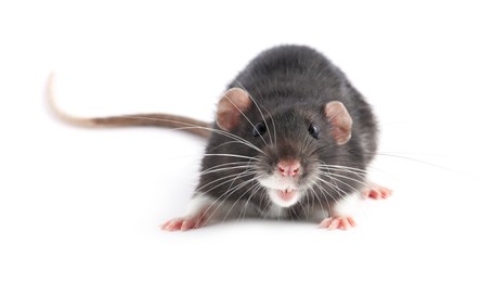 Photo of One cute small rat on white background