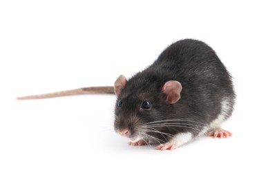 One cute small rat on white background