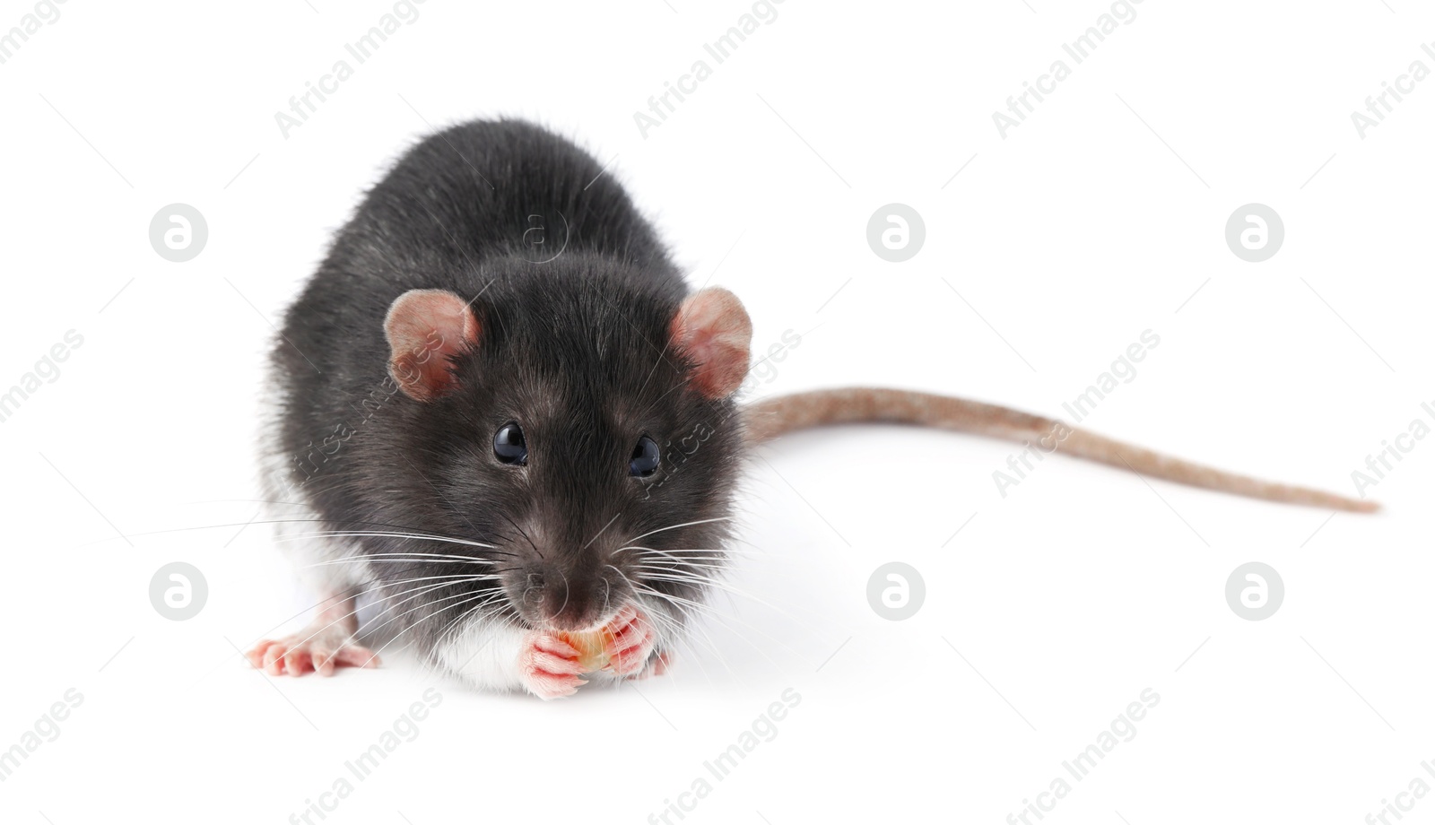 Photo of One cute small rat on white background