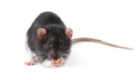 One cute small rat on white background