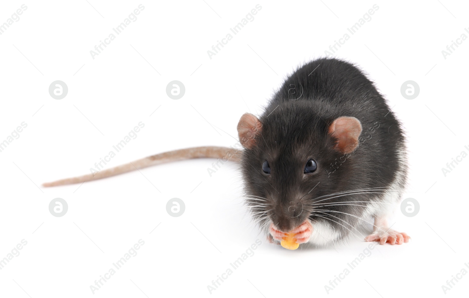 Photo of One cute small rat on white background