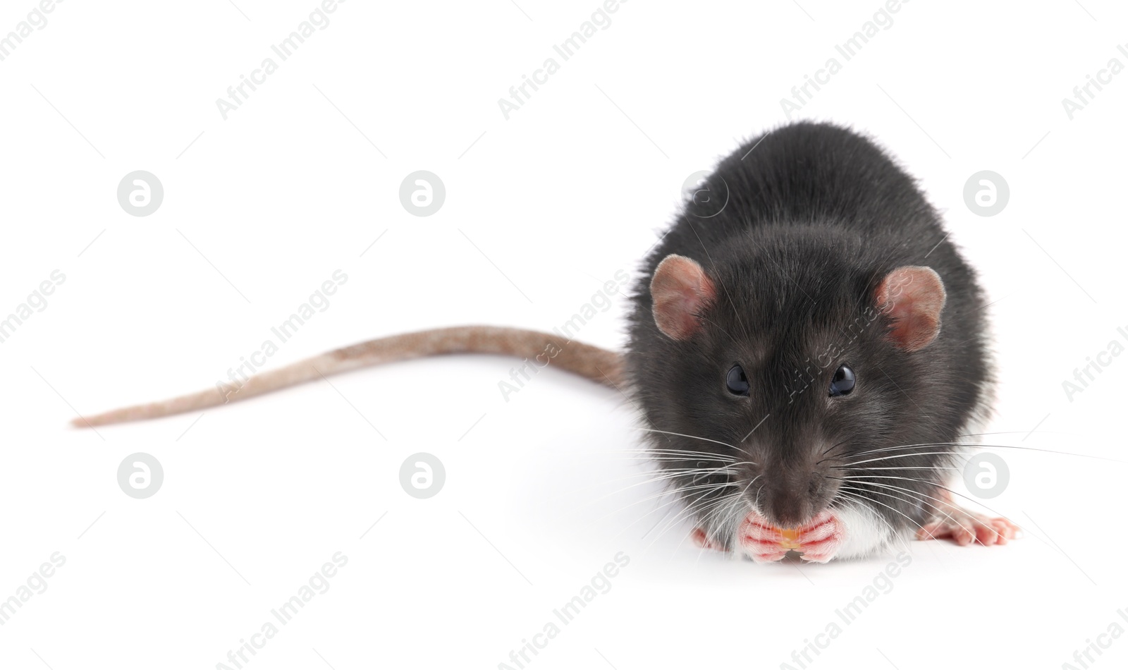 Photo of One cute small rat on white background