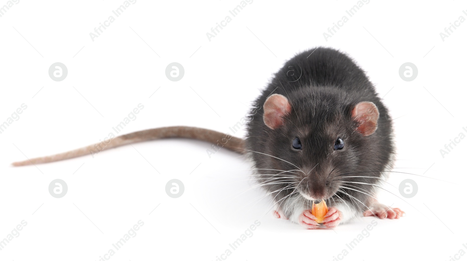 Photo of One cute small rat on white background