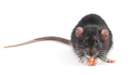 One cute small rat on white background