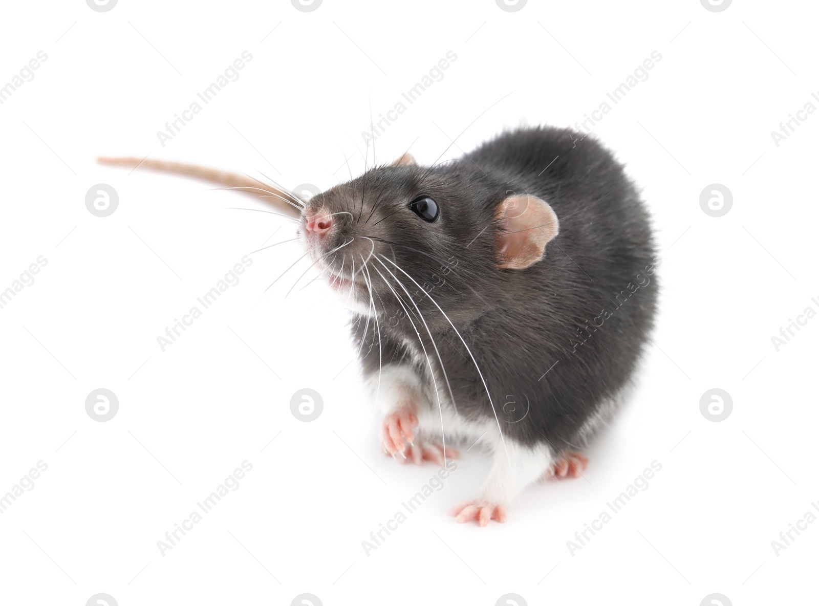 Photo of One cute small rat on white background