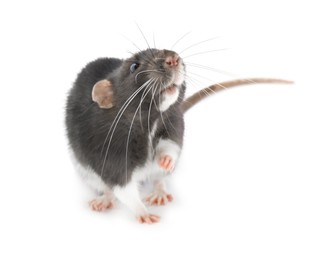 Photo of One cute small rat on white background