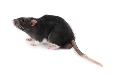 Photo of One cute small rat on white background