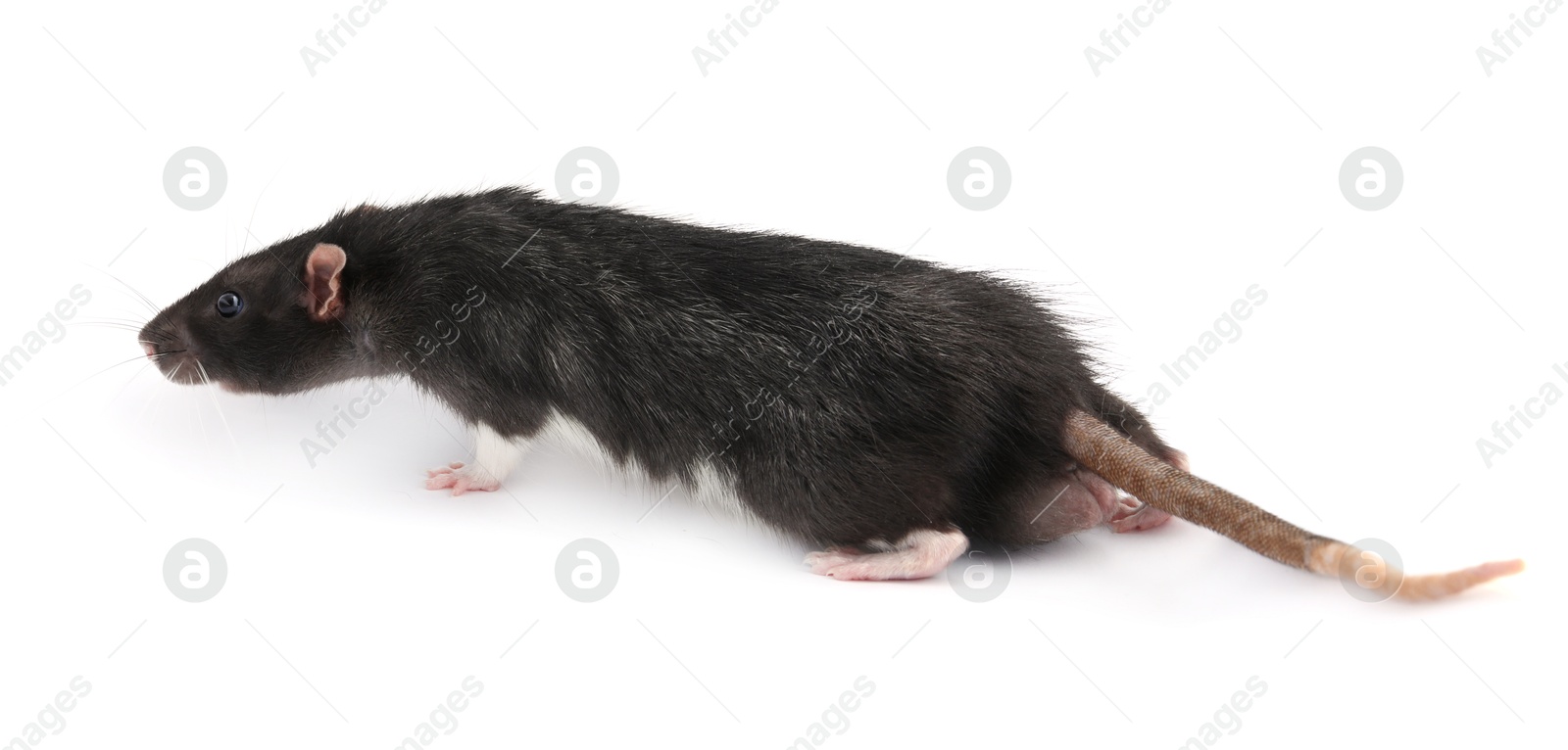 Photo of One cute small rat on white background