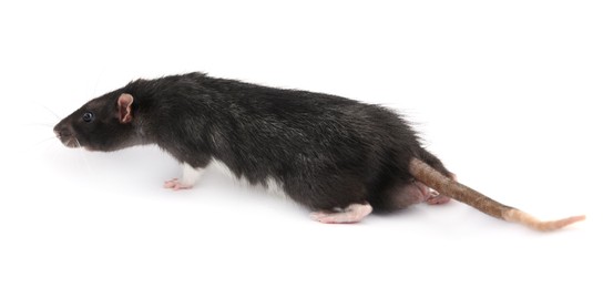 Photo of One cute small rat on white background