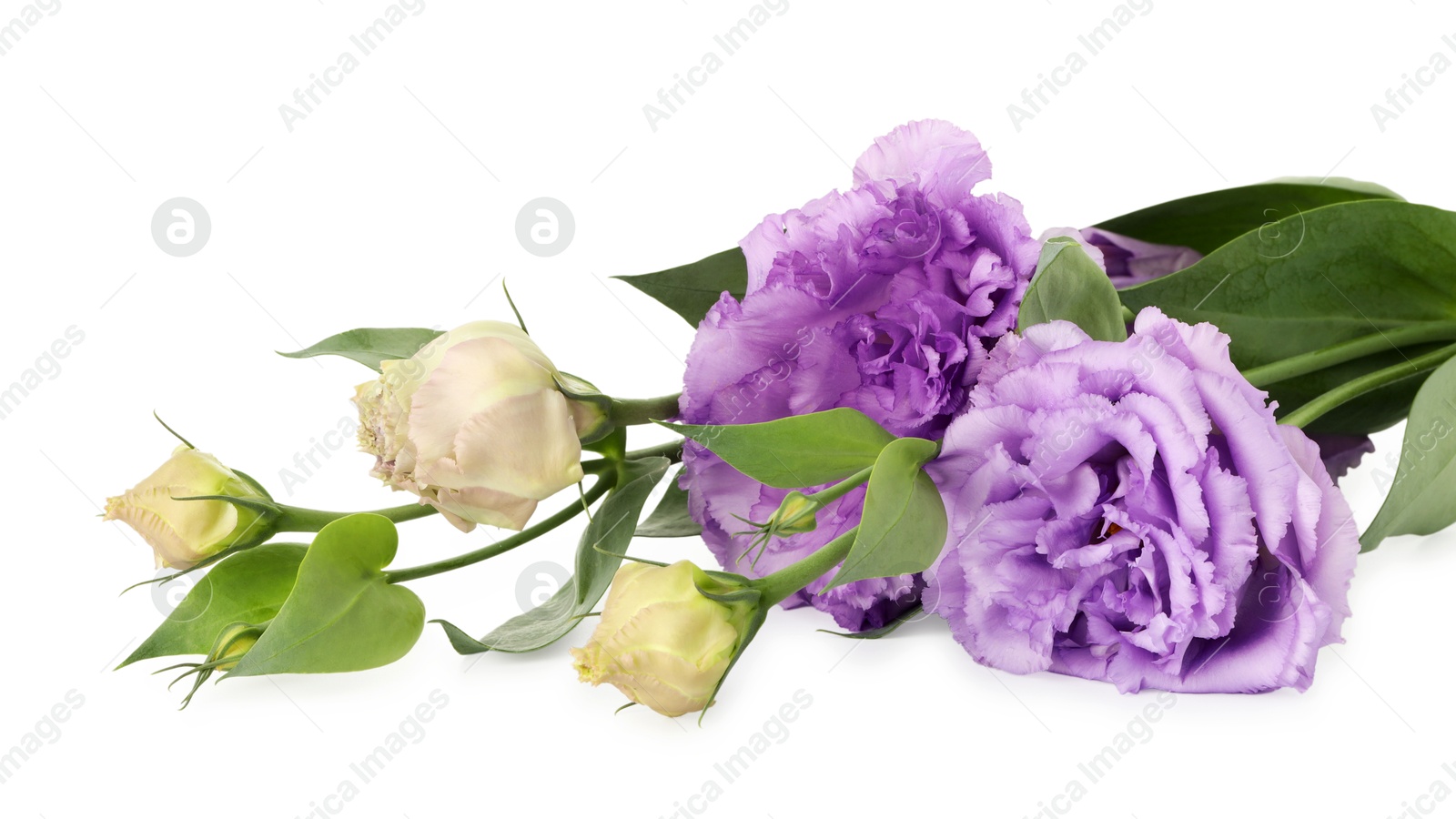 Photo of Beautiful violet eustoma flowers with green leaves isolated on white