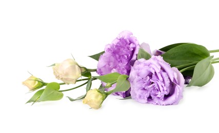 Photo of Beautiful violet eustoma flowers with green leaves isolated on white