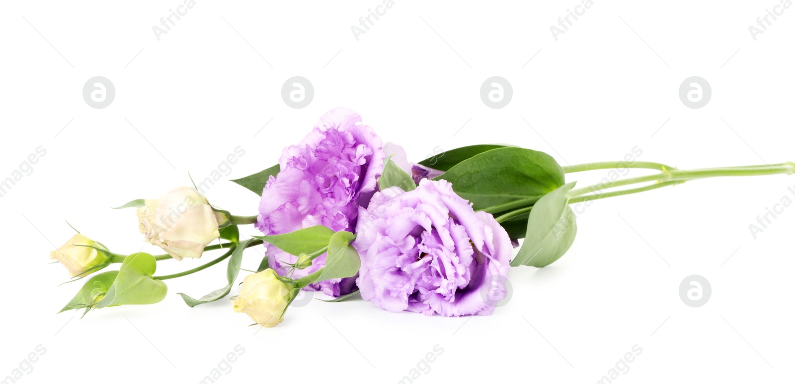 Photo of Beautiful violet eustoma flowers with green leaves isolated on white