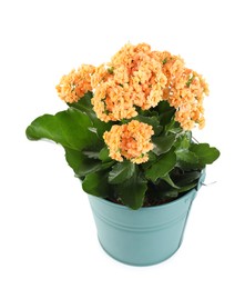 Photo of One beautiful potted kalanchoe flower isolated on white