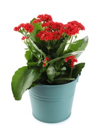 Photo of One beautiful potted kalanchoe flower isolated on white